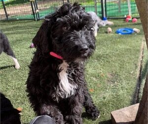 Bernedoodle Puppy for Sale in CANFIELD, Ohio USA