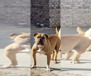 Mother of the American Bulldog puppies born on 03/11/2023