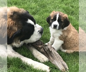 Saint Bernard Puppy for sale in MANKATO, MN, USA