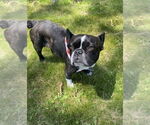 Small #2 French Bulldog