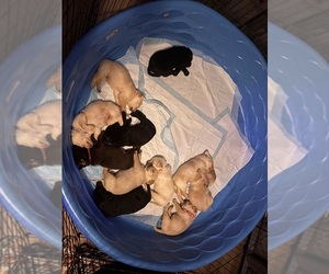 Labrador Retriever Puppy for sale in STANDISH, MI, USA