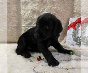 Golden Labrador Puppy for sale in DRY RUN, PA, USA