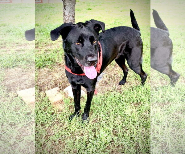 Medium Photo #3 Labrador Retriever Puppy For Sale in Pacolet, SC, USA
