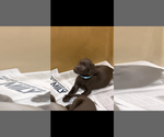 Small #5 Labrador Retriever