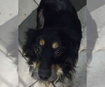 Small #2 Pembroke Welsh Corgi Mix