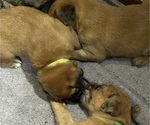 Small Photo #15 Boxer-Poodle (Standard) Mix Puppy For Sale in WEST POINT, VA, USA