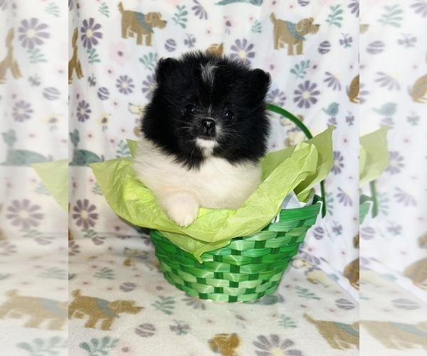 Medium Photo #6 Pomeranian Puppy For Sale in BAKERSFIELD, CA, USA
