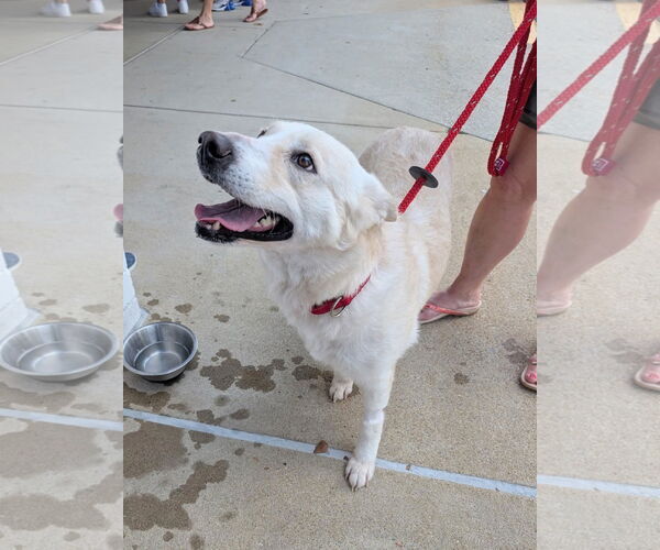 Medium Photo #2 - Mix Puppy For Sale in Holly Springs, NC, USA