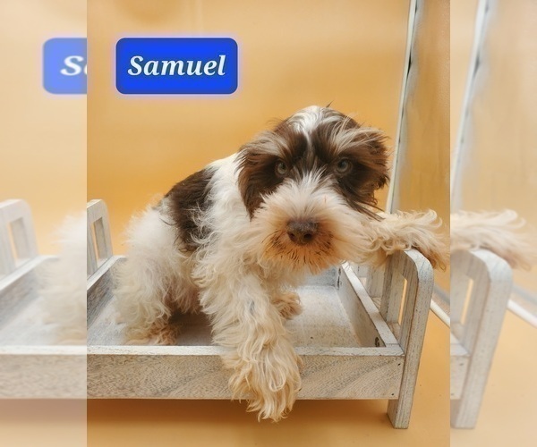 Medium Photo #5 Schnauzer (Miniature) Puppy For Sale in GOSHEN, IN, USA