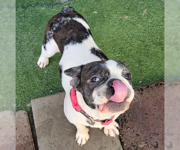 Medium Photo #4 Faux Frenchbo Bulldog Puppy For Sale in Tustin, CA, USA