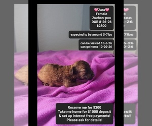 Poodle (Toy)-Zuchon Mix Puppy for sale in TUCSON, AZ, USA