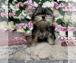 Small Photo #15 Yorkshire Terrier Puppy For Sale in HAYWARD, CA, USA