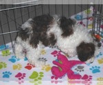 Small Photo #12 Poochon Puppy For Sale in ORO VALLEY, AZ, USA
