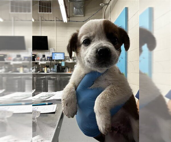 Medium Photo #1 Mutt Puppy For Sale in Waco, TX, USA