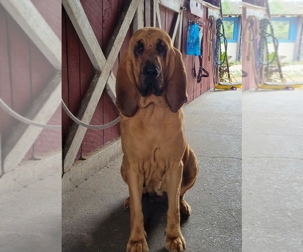 Medium Photo #1 Bloodhound Puppy For Sale in NEW PORT RICHEY, FL, USA