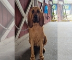 Small Photo #1 Bloodhound Puppy For Sale in NEW PORT RICHEY, FL, USA