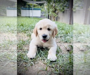 Golden Retriever Puppy for sale in CLOVERDALE, CA, USA