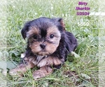 Puppy Bitty Shorkie Tzu