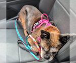 Small #6 Pug Mix