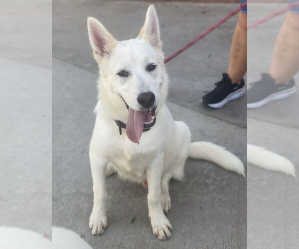Medium Photo #2 Unknown-white german shepherd Mix Puppy For Sale in Newport Beach, CA, USA