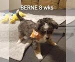 Small Photo #7 Miniature Bernedoodle-Poodle (Toy) Mix Puppy For Sale in HERRIMAN, UT, USA