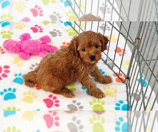 Medium Photo #11 Cavapoo (Miniature)-Poodle (Toy) Mix Puppy For Sale in ORO VALLEY, AZ, USA