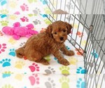 Small #10 Cavapoo (Miniature)-Poodle (Toy) Mix
