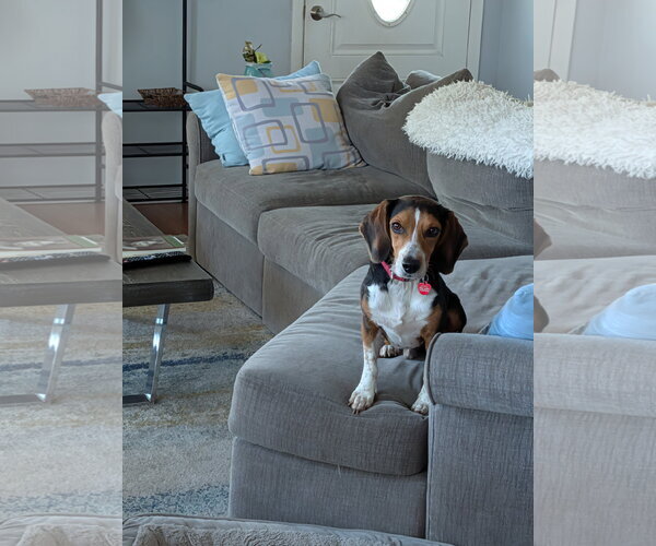 Medium Photo #20 Beagle Puppy For Sale in Dunnellon, FL, USA