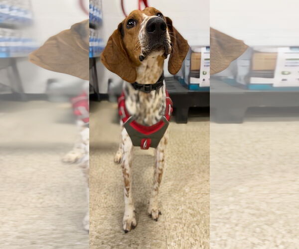 Medium Photo #22 Mutt Puppy For Sale in Rustburg, VA, USA