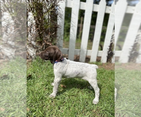Medium Photo #1 German Shorthaired Pointer Puppy For Sale in AIKEN, SC, USA
