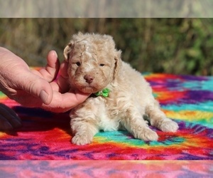 Poodle (Miniature) Puppy for sale in UNION CITY, TN, USA