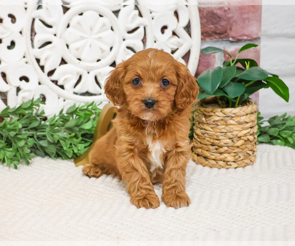 Medium Photo #4 Cavapoo (Miniature) Puppy For Sale in SYRACUSE, IN, USA