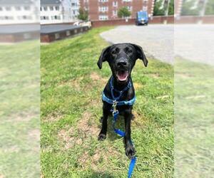 Labrador Retriever-Unknown Mix Dogs for adoption in Boston, MA, USA