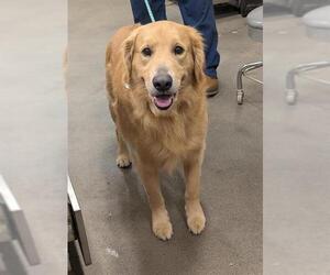 Golden Retriever Dogs for adoption in Forestville, MD, USA