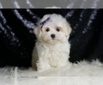 Small #2 Maltese