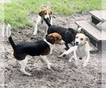 Small Photo #7 Toy Rat Doxie Puppy For Sale in Sanford, FL, USA