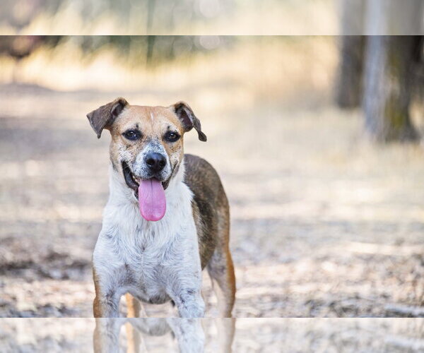Medium Photo #3 Mutt Puppy For Sale in Sandy, UT, USA