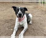 Small Lab-Pointer
