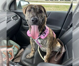 American Pit Bull Terrier-Unknown Mix Dogs for adoption in Fargo, ND, USA