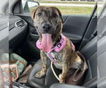 Small American Pit Bull Terrier Mix