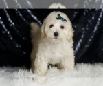 Small Photo #92 Maltipoo (Miniature) Puppy For Sale in WARSAW, IN, USA