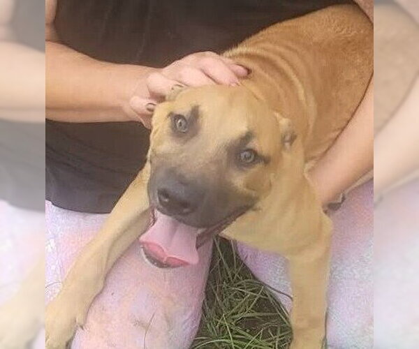 Medium Photo #2 Mutt Puppy For Sale in FRAMINGHAM, MA, USA