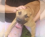 Small #1 Mutt