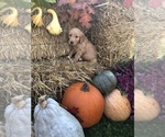 Small Photo #5 Golden Retriever Puppy For Sale in LODI, NY, USA