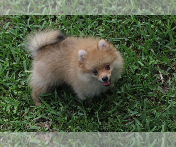 Medium Photo #4 Pomeranian Puppy For Sale in HOLLYWOOD, FL, USA