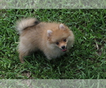 Small Photo #4 Pomeranian Puppy For Sale in HOLLYWOOD, FL, USA