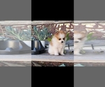 Small Photo #4 Pomeranian Puppy For Sale in STKN, CA, USA