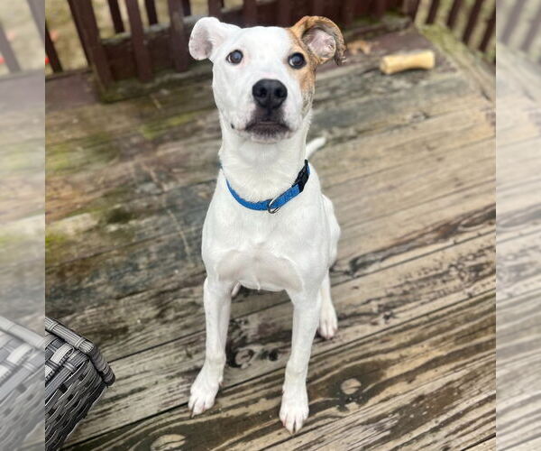 Medium Photo #3 Mutt Puppy For Sale in Canton, CT, USA