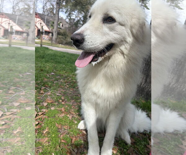 Medium Photo #2 Great Pyrenees Puppy For Sale in Spring, TX, USA