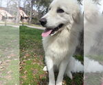 Small #1 Great Pyrenees